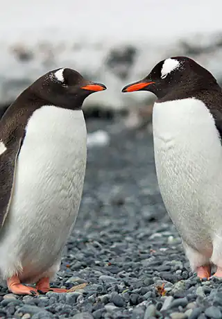 Antártida con desenmbarco