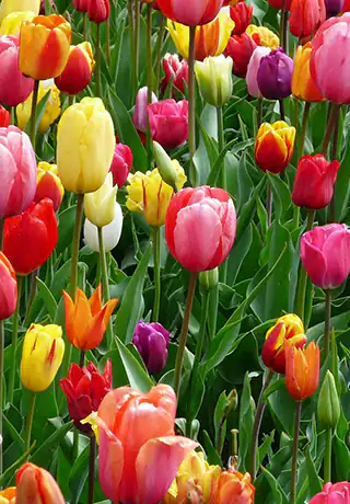 Esquel - Temporada de tulipanes