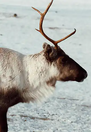 Círculo Polar Ártico